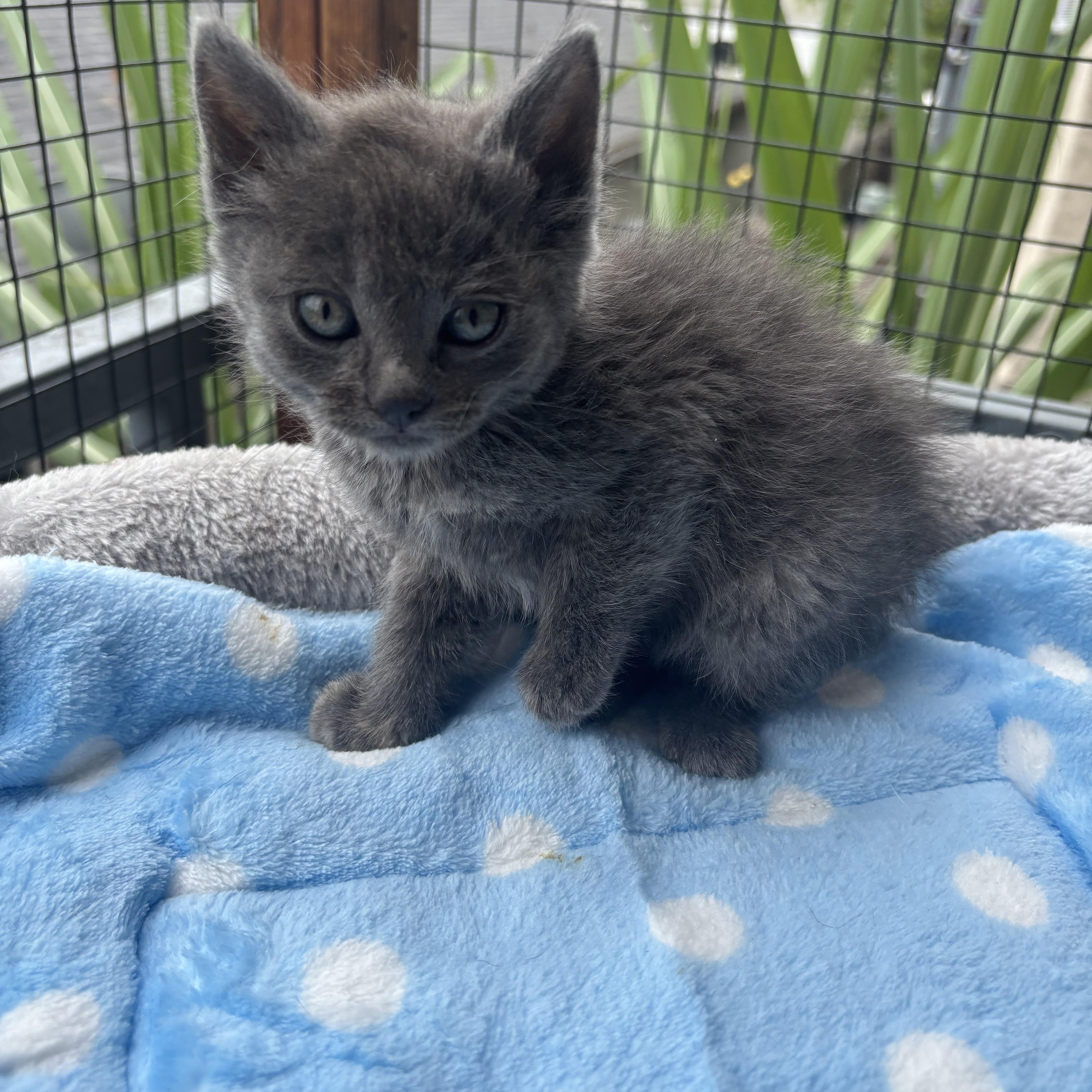 Edward, an adopted Nebelung in Costa Mesa, CA image 2/5