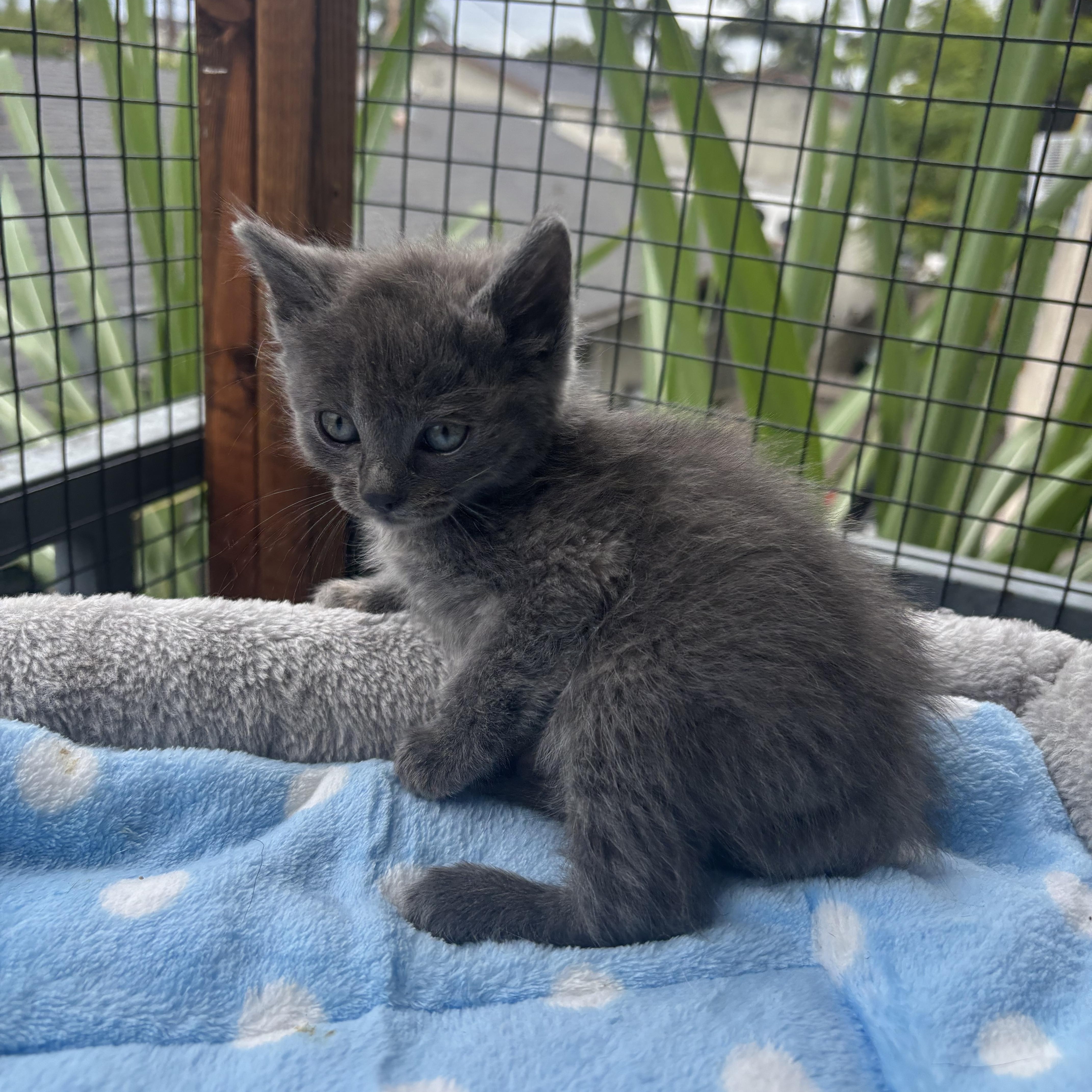 Edward, an adopted Nebelung in Costa Mesa, CA image 3/5