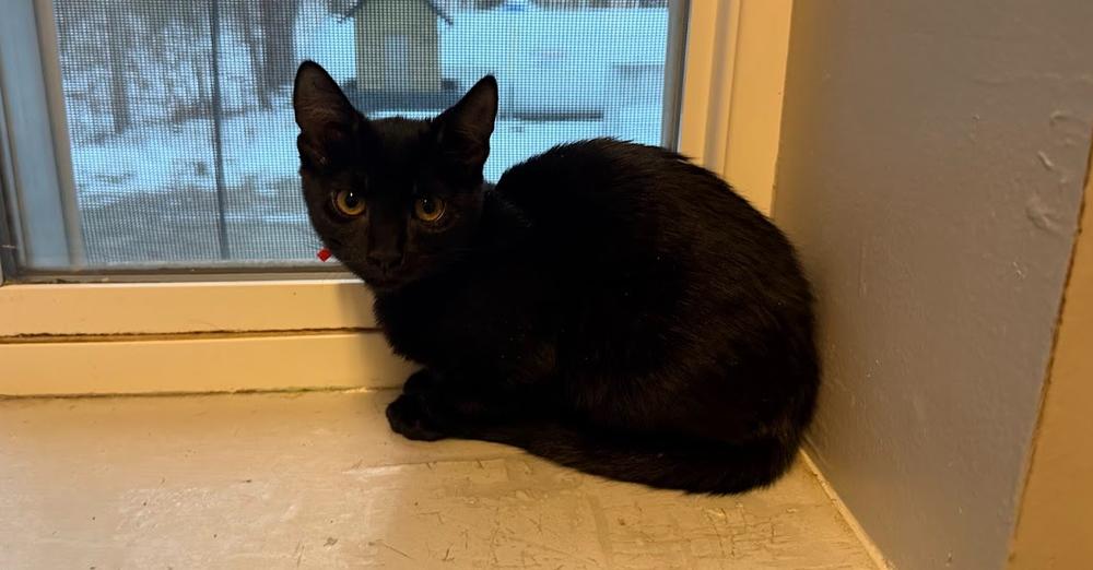 Lainey Wilson, Adoptable, Kitten Female Domestic Short Hair.