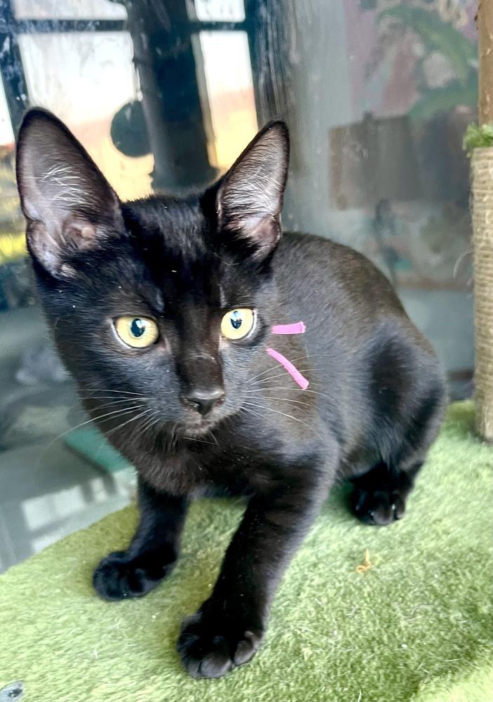 Enlarge Lainey Wilson, a Adoptable Domestic Short Hair in Hudson, NH image 2/2