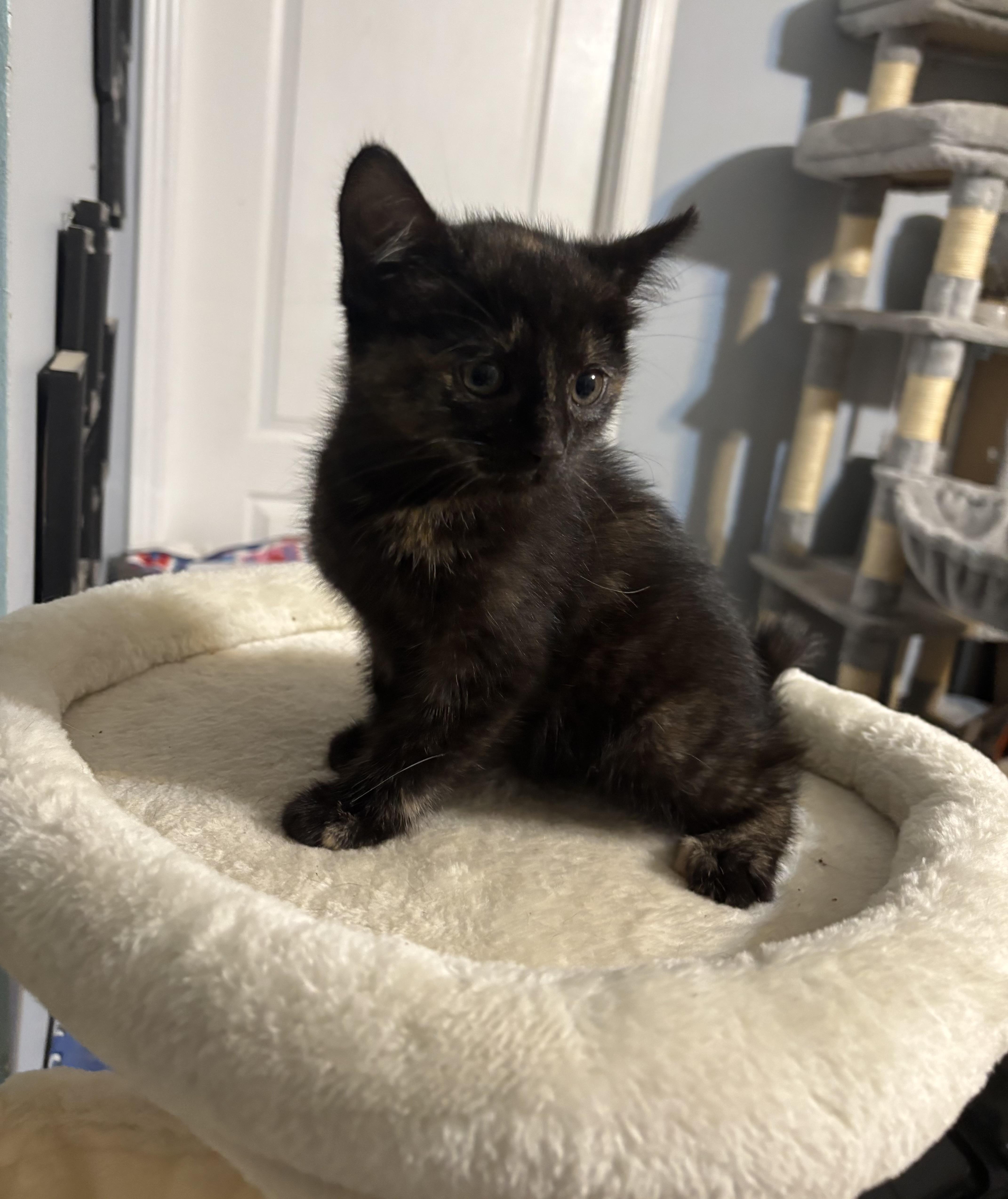 Enlarge Brownie, an adopted Domestic Short Hair in GREENVILLE, NC image 1/1