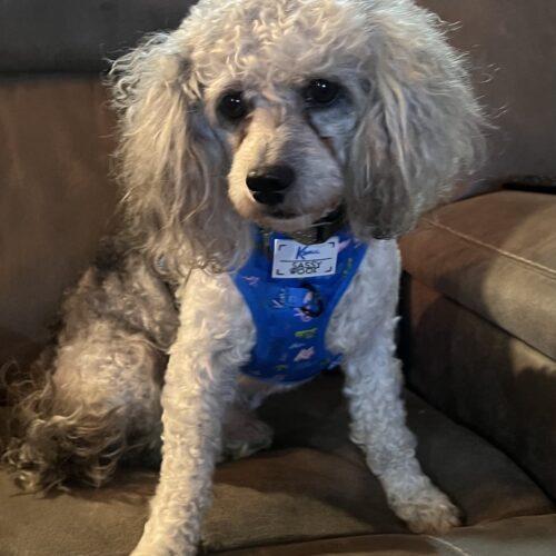 Milo, Adoptable, Adult Male Miniature Poodle.