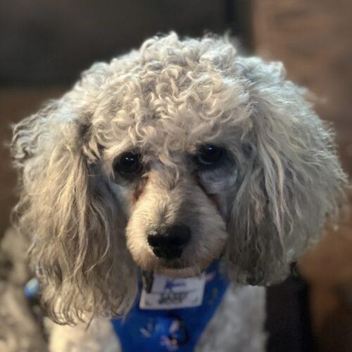 Milo, a Adoptable Miniature Poodle in Vienna, ON image 2/6