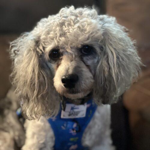 Milo, a Adoptable Miniature Poodle in Vienna, ON image 3/6