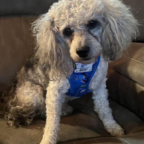 Milo, a Adoptable Miniature Poodle in Vienna, ON image 4/6
