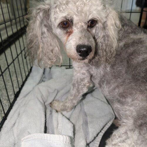 Milo, a Adoptable Miniature Poodle in Vienna, ON image 5/6