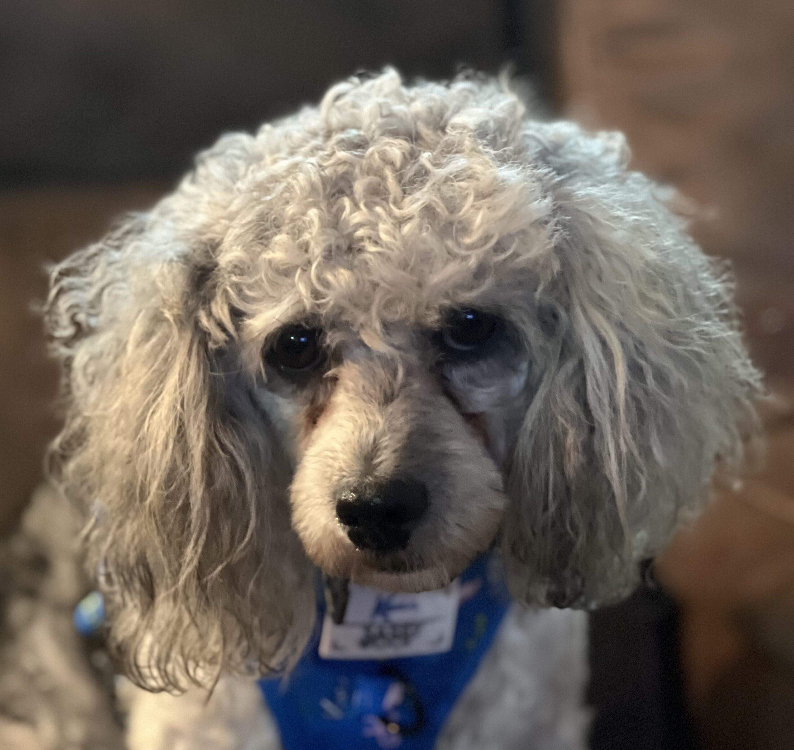 Milo, a Adoptable Miniature Poodle in Vienna, ON image 6/6