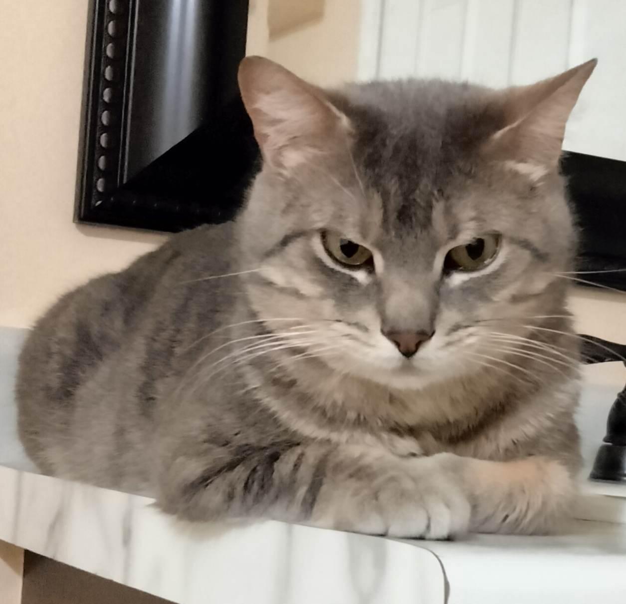 Mickey, Adoptable, Adult Male Domestic Short Hair.