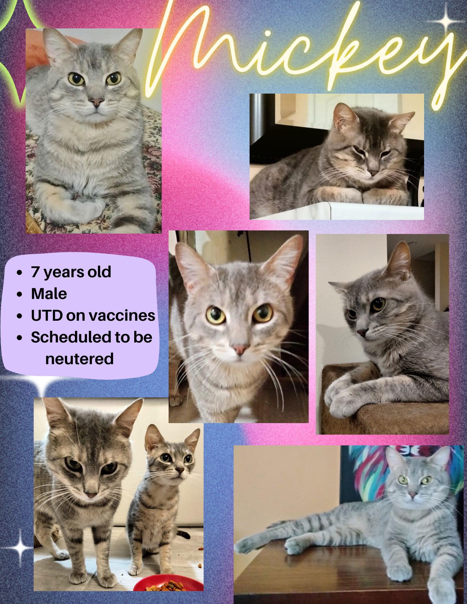 Enlarge Mickey, a Adoptable Domestic Short Hair in Rochester Hills, MI image 2/6