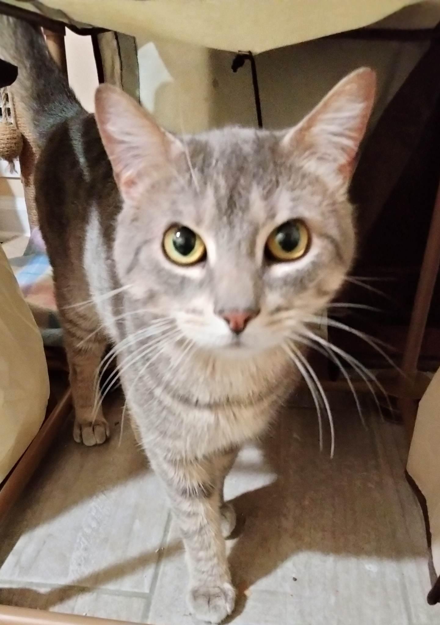 Enlarge Mickey, a Adoptable Domestic Short Hair in Rochester Hills, MI image 3/6