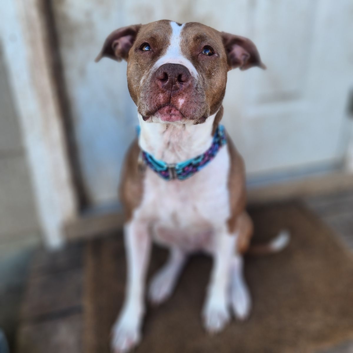 Enlarge Wednesday, a Adoptable mixed breed in Mission, KS image 11/12