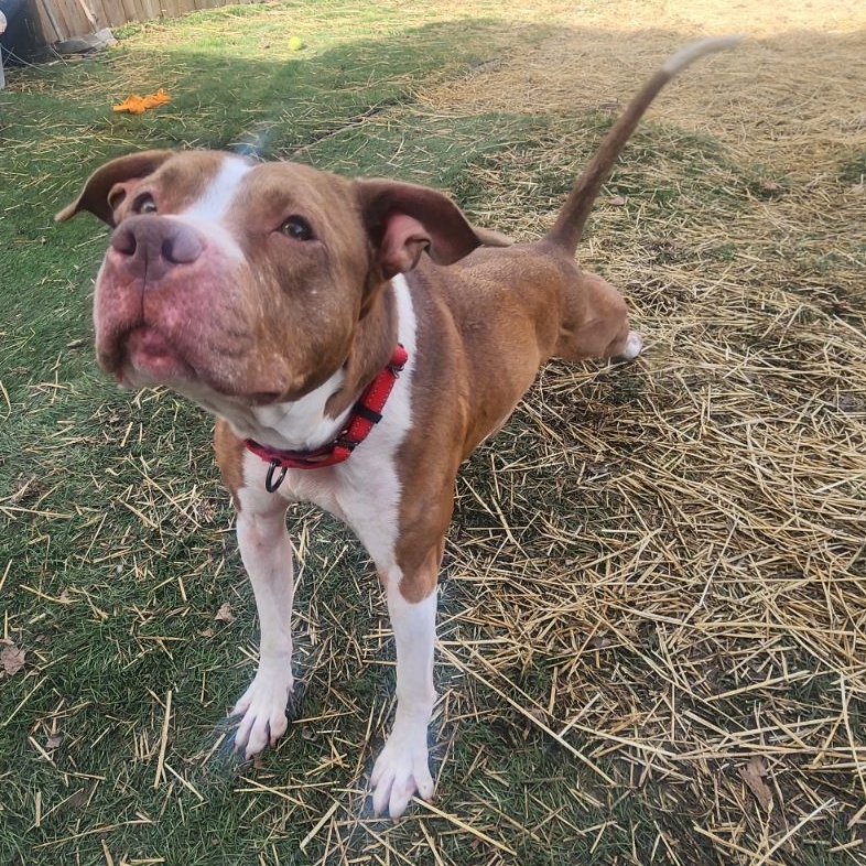 Enlarge Wednesday, a Adoptable mixed breed in Mission, KS image 10/12
