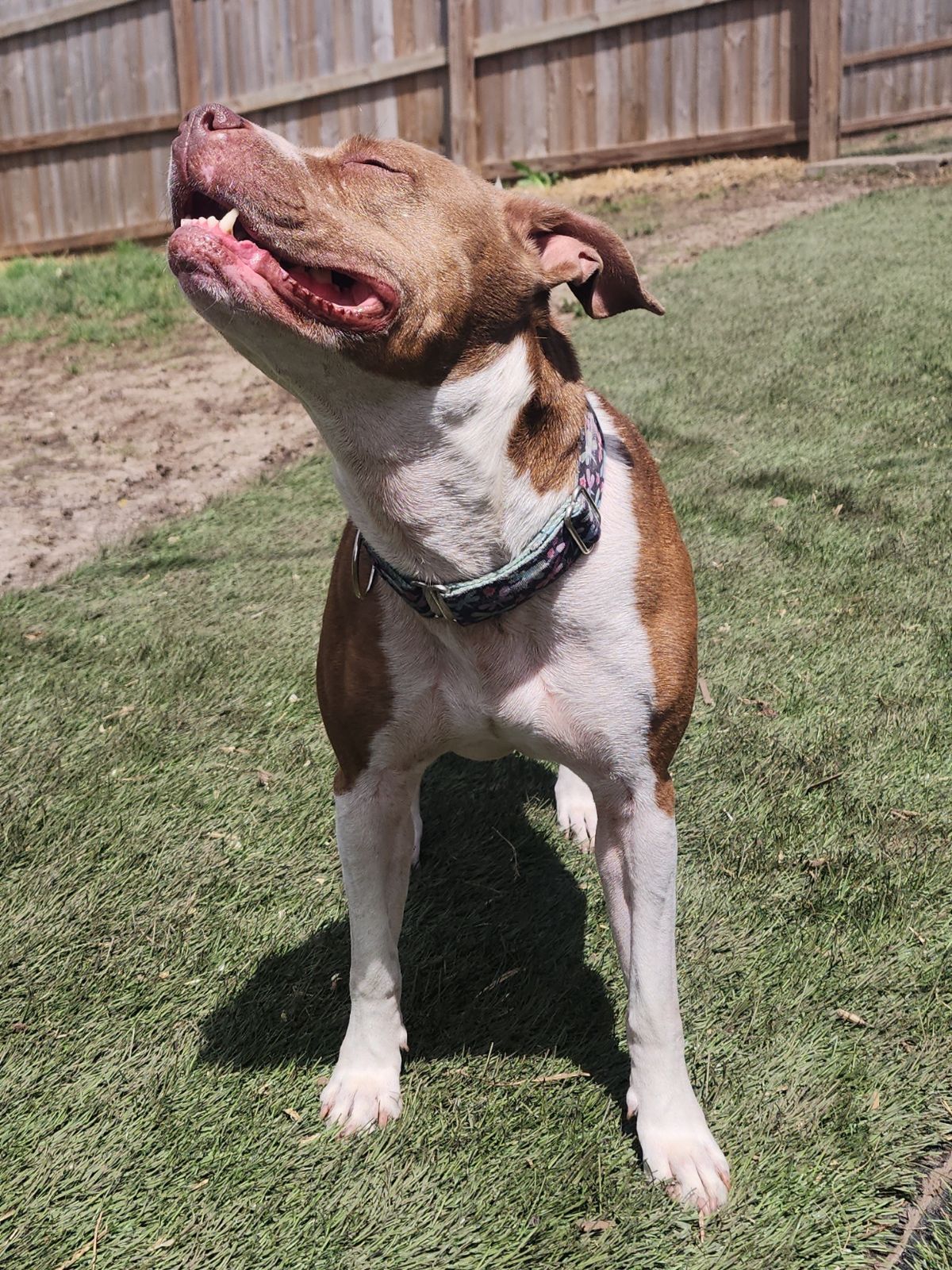 Enlarge Wednesday, a Adoptable mixed breed in Mission, KS image 9/12