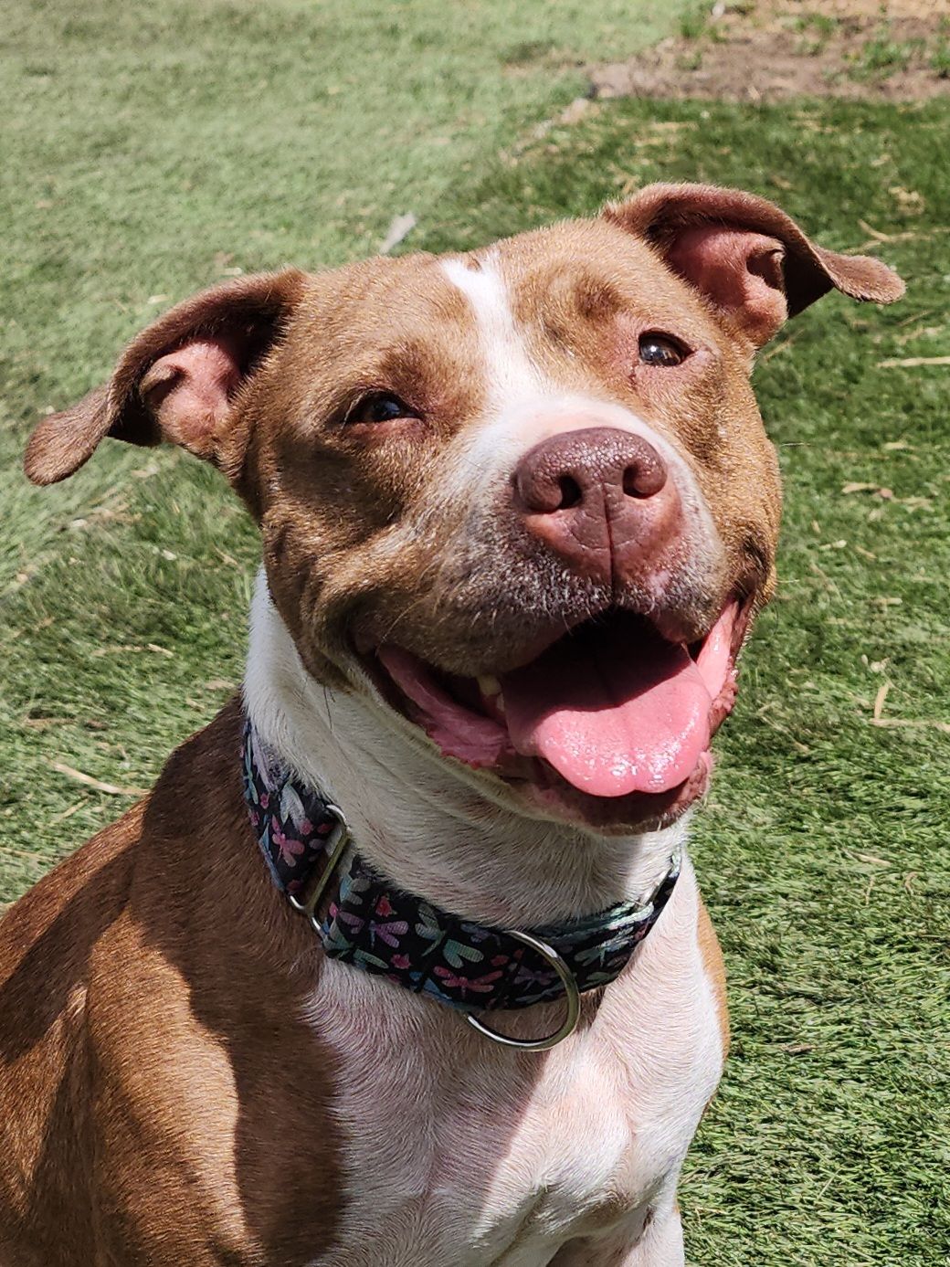 Wednesday, a Adoptable mixed breed in Mission, KS image 1/12