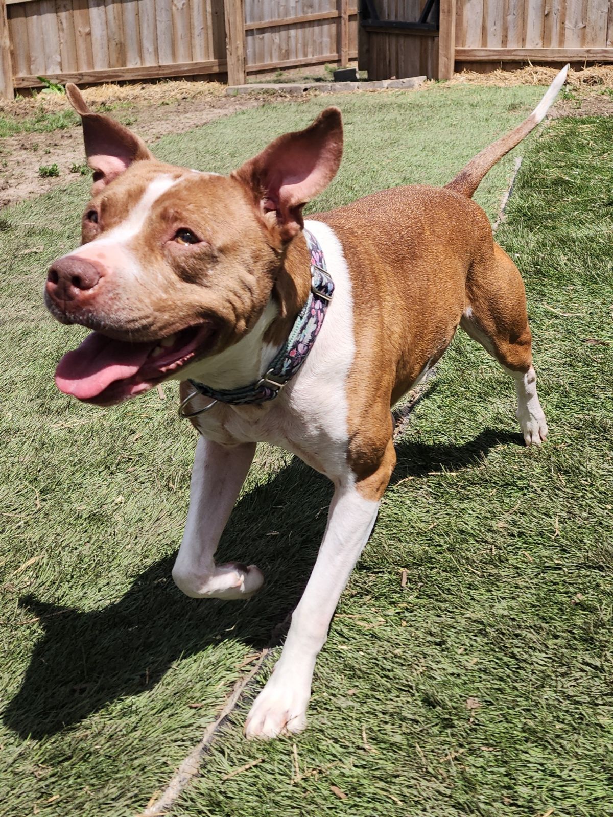 Enlarge Wednesday, a Adoptable mixed breed in Mission, KS image 8/12