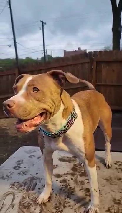 Enlarge Wednesday, a Adoptable mixed breed in Mission, KS video 12/12