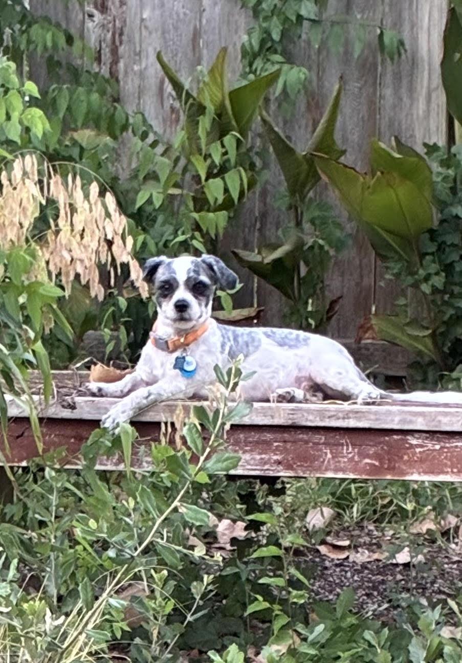 Archie, Adoptable, Young Male Shih Tzu.
