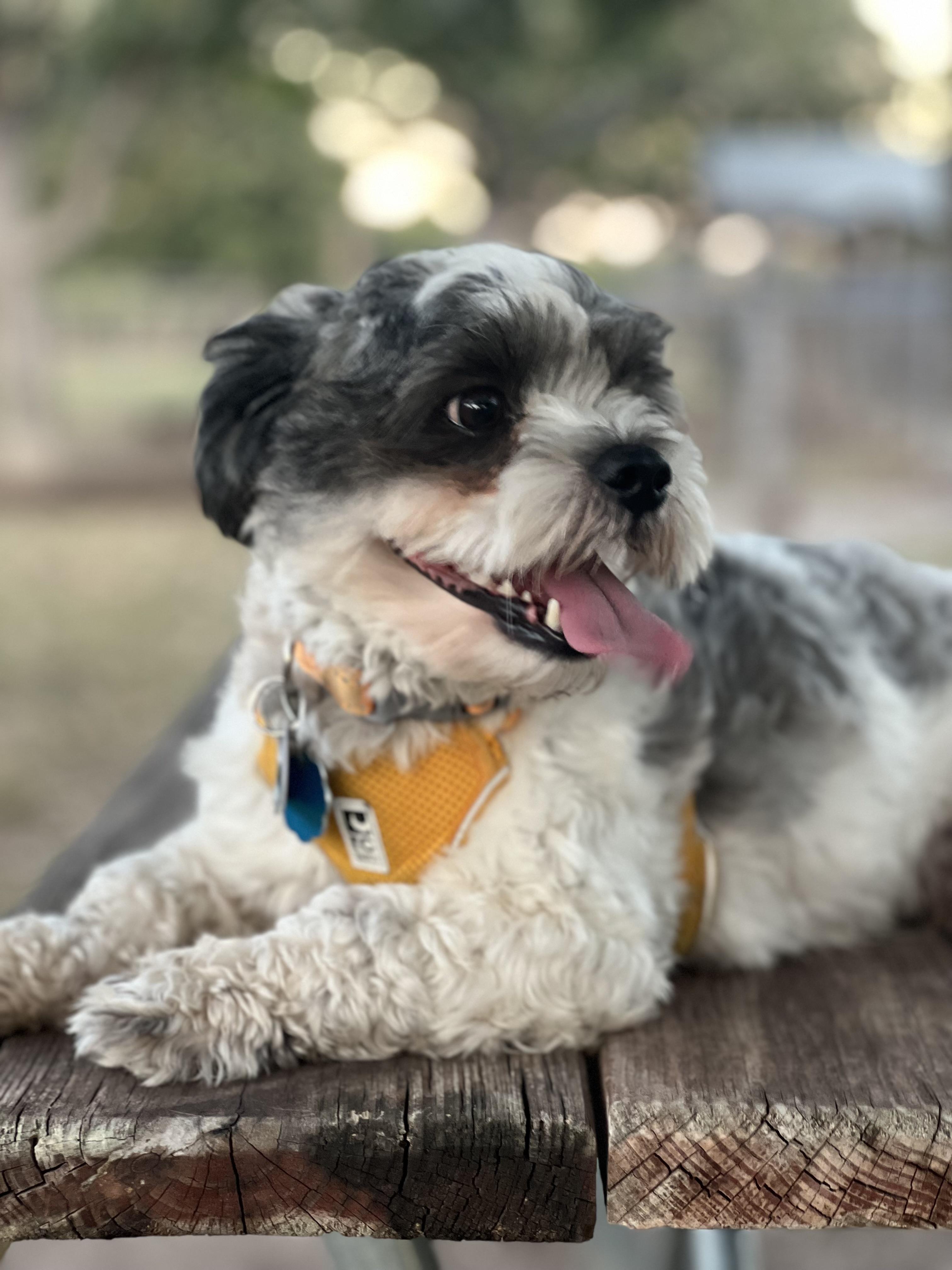 Archie, a Adoptable Shih Tzu in Austin, TX image 2/2