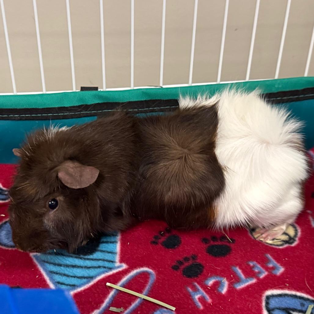 Mink, Adoptable, Adult Male Guinea Pig.