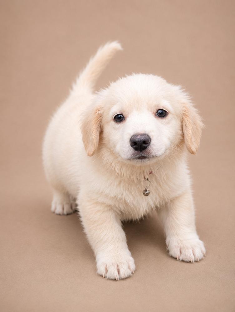 Brady Bunch - Bobby, Adoptable, Puppy Male Dachshund & Cattle Dog.