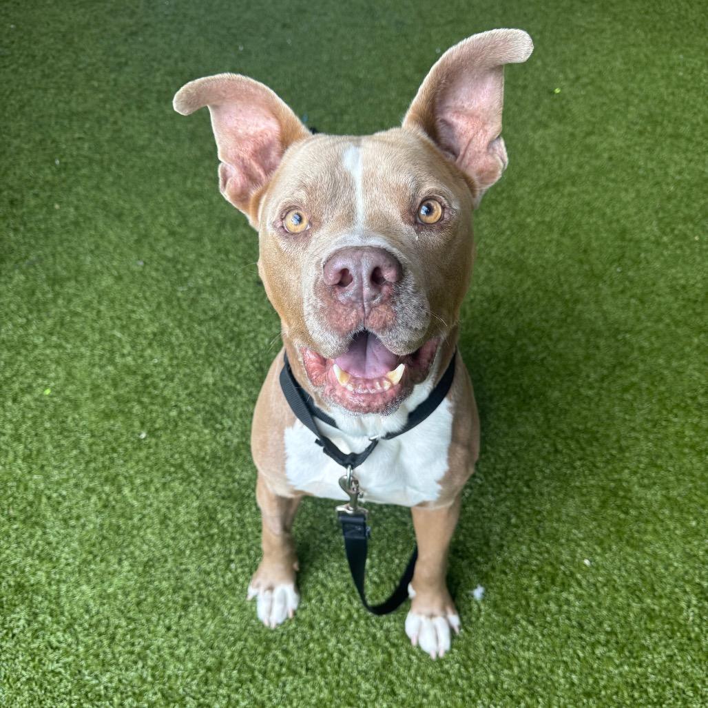 Razzmatazz, Adoptable, Senior Male Mixed Breed.