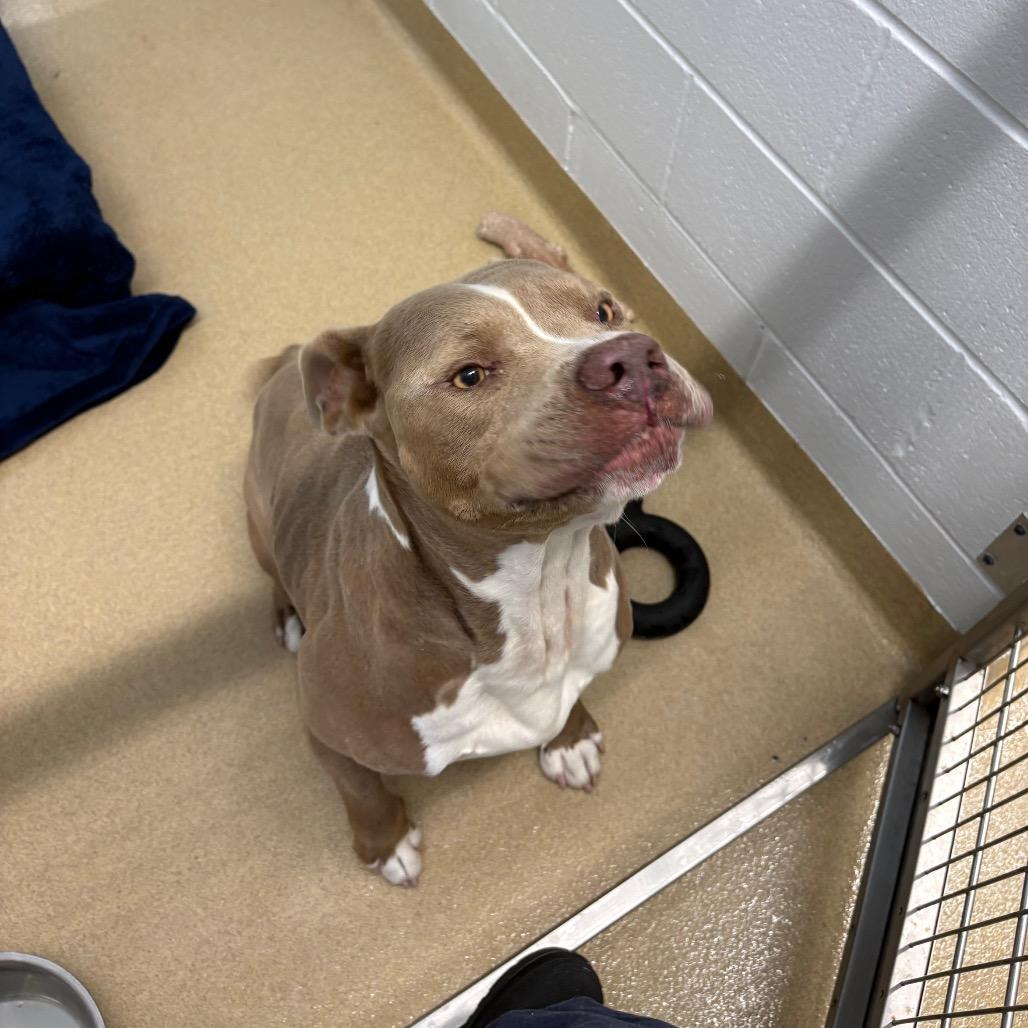 Razzmatazz, a Adoptable Mixed Breed in West Palm Beach, FL image 2/4