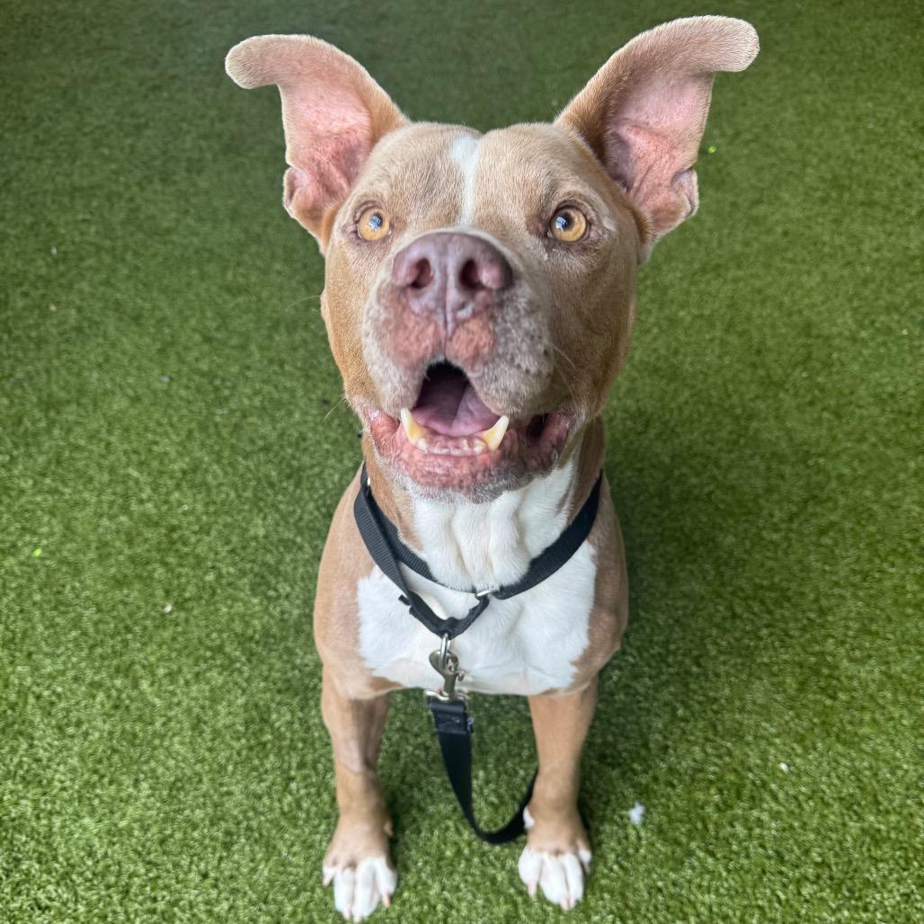 Razzmatazz, a Adoptable Mixed Breed in West Palm Beach, FL image 3/4