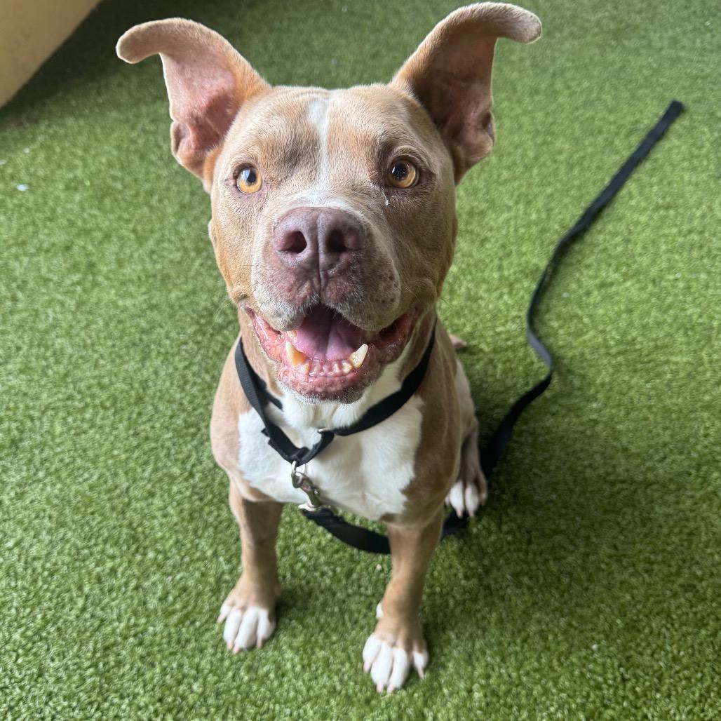 Razzmatazz, a Adoptable Mixed Breed in West Palm Beach, FL image 4/4