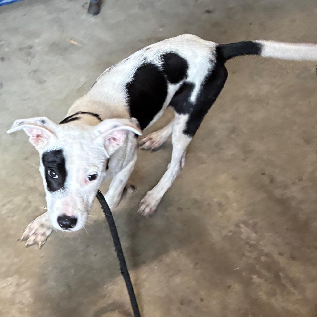 Enlarge Spot, a Adoptable mixed breed in Montgomery, AL image 1/2