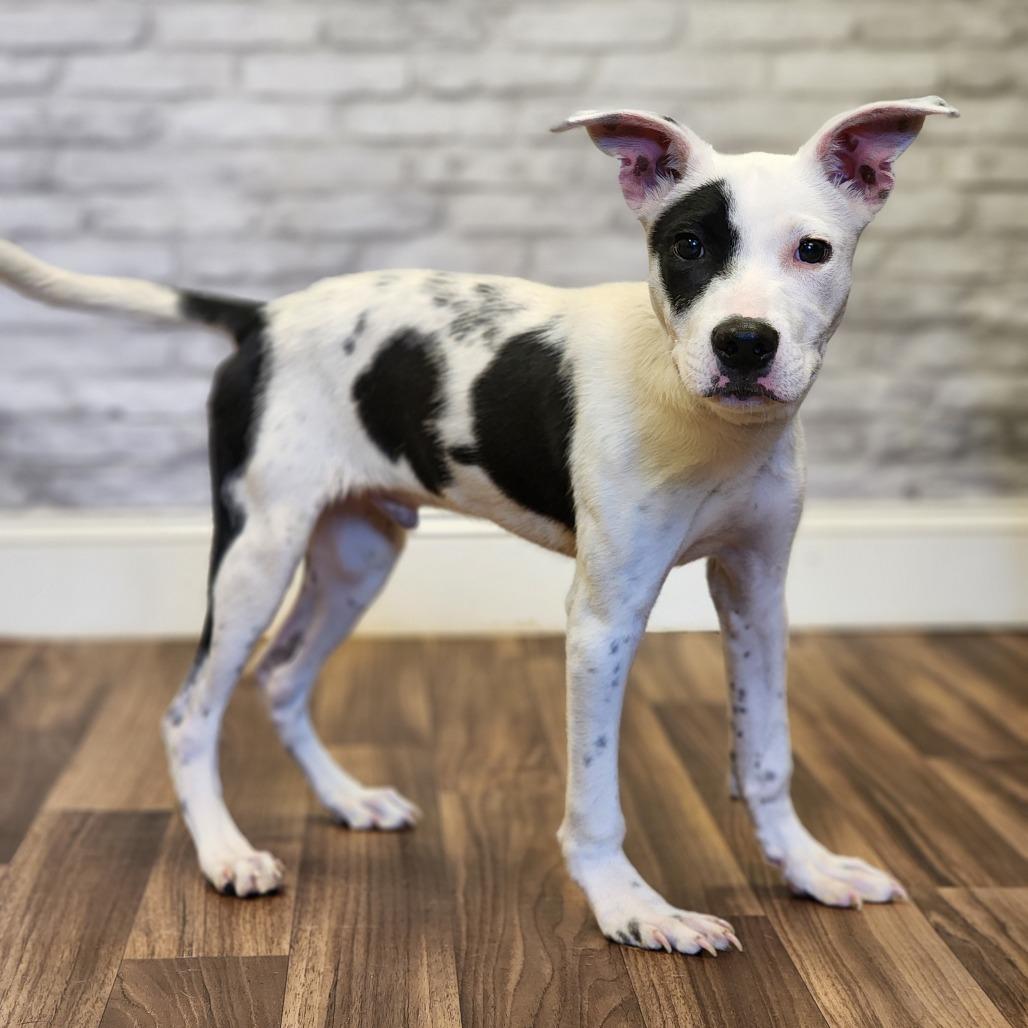 Enlarge Spot, a Adoptable mixed breed in Montgomery, AL image 2/2