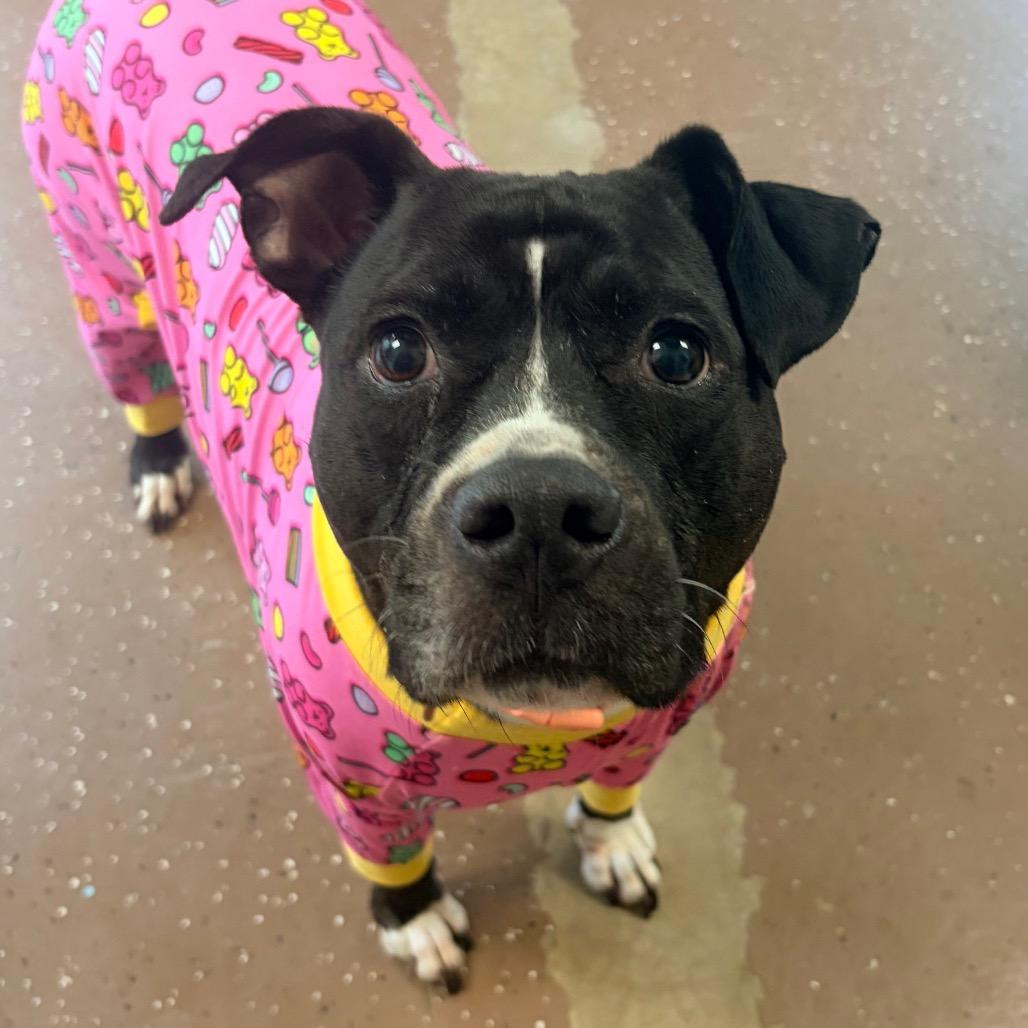 Oreo, Adoptable, Adult Female Pit Bull Terrier.