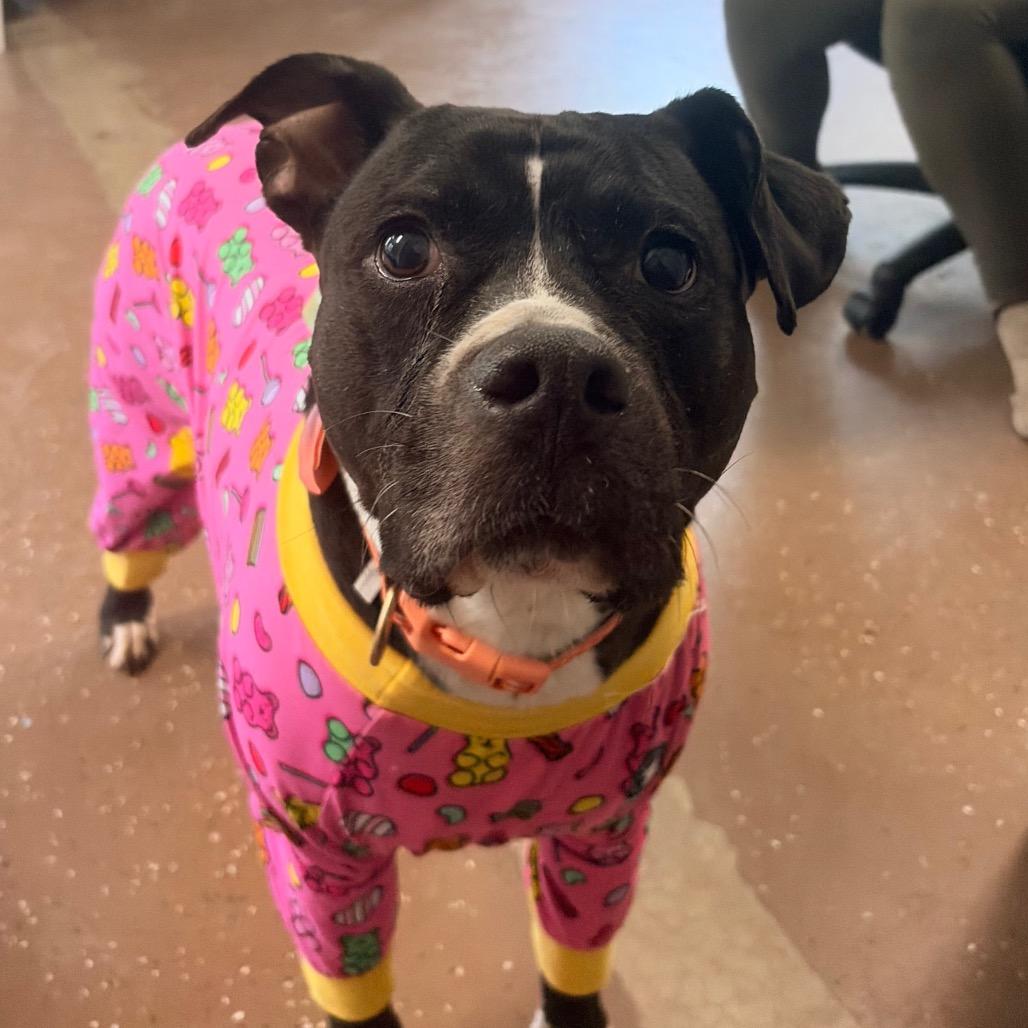 Oreo, a Adoptable Pit Bull Terrier in Belleville, IL image 2/3