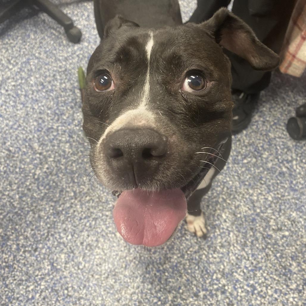 Oreo, a Adoptable Pit Bull Terrier in Belleville, IL image 3/3