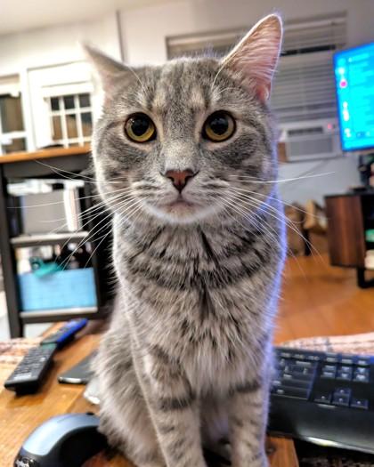 Enlarge Misha, a Adoptable Domestic Short Hair in Washington, DC image 1/3