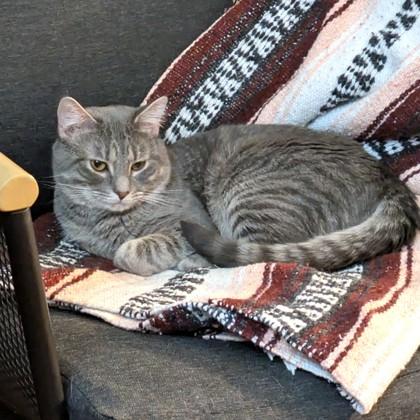 Enlarge Misha, a Adoptable Domestic Short Hair in Washington, DC image 2/3