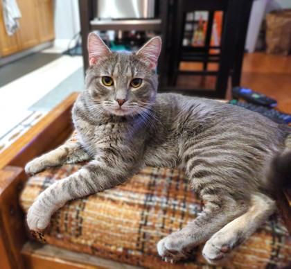 Enlarge Misha, a Adoptable Domestic Short Hair in Washington, DC image 3/3
