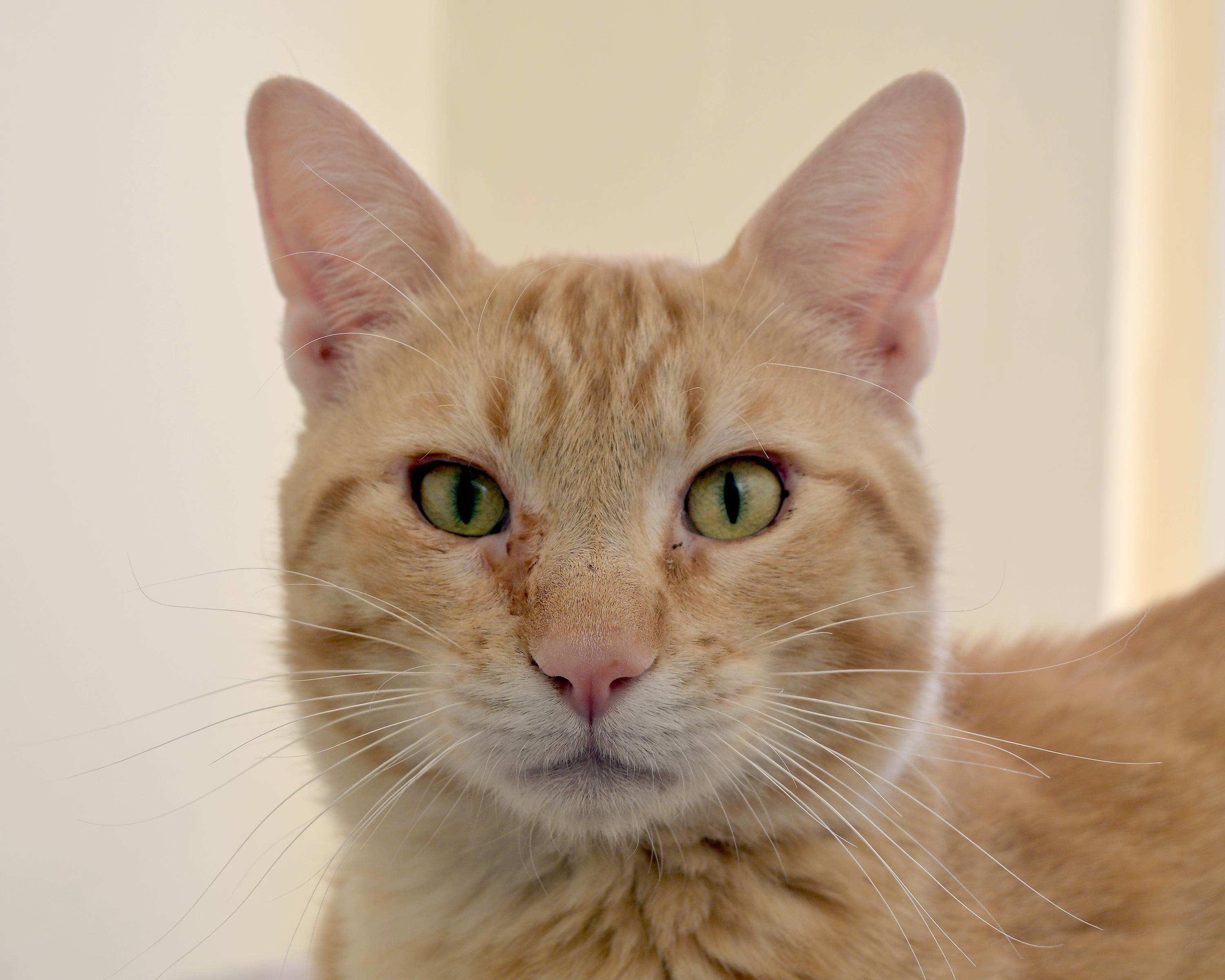 Toby, Adult Male Domestic Short Hair