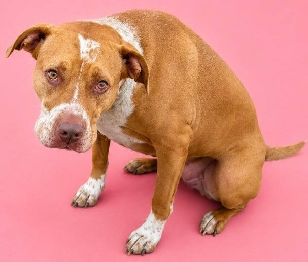 Cookie, Adopted, Adult Female Pit Bull Terrier.