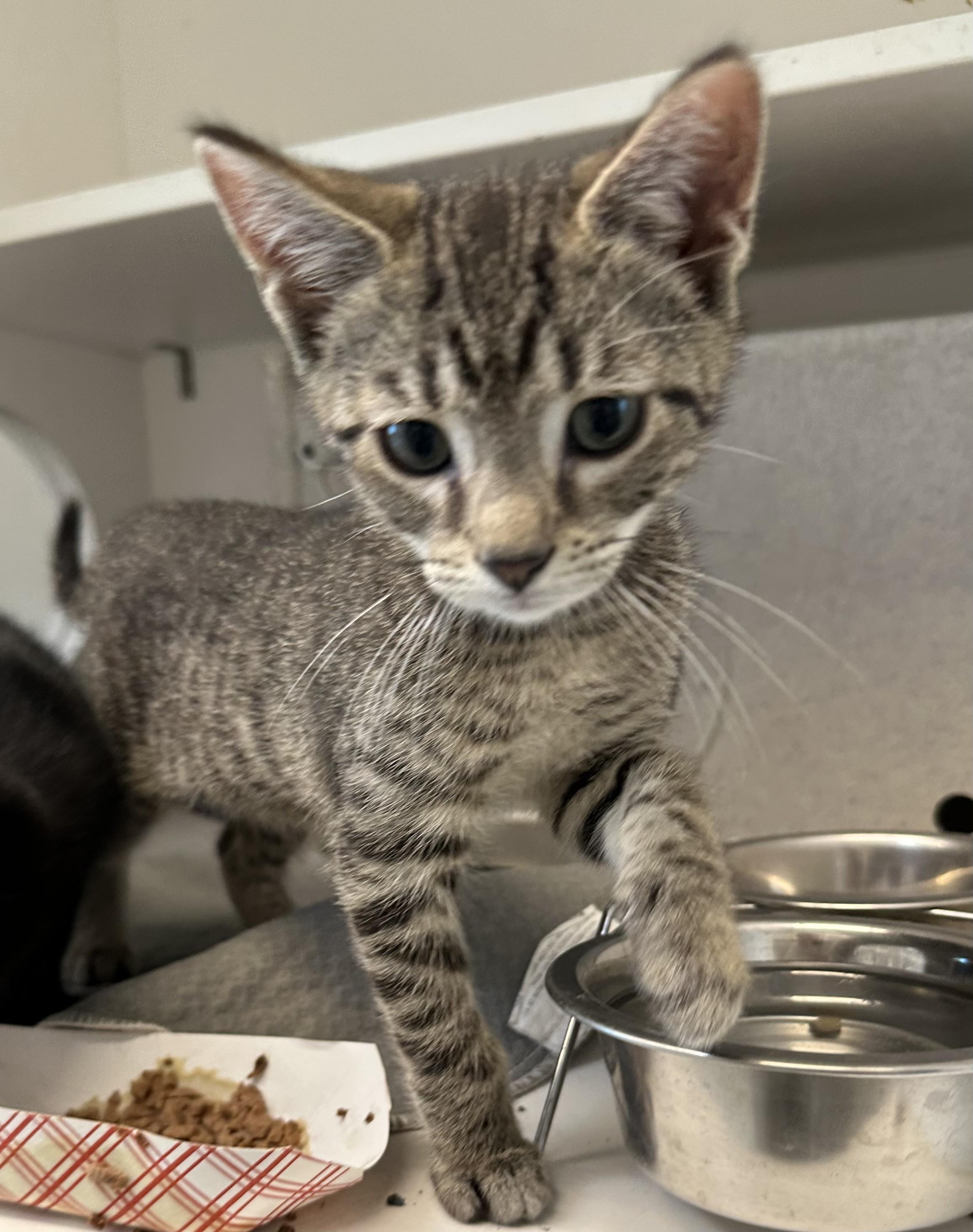 Monkey D Luffy (ID 51785), adopted, Kitten Male Domestic Short Hair.
