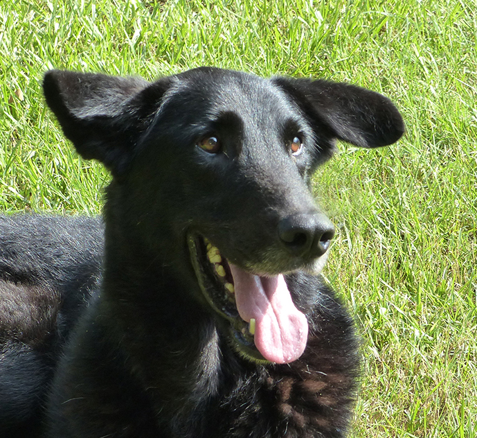 Solo, a Adopted German Shepherd Dog in Nacogdoches, TX image 1/4