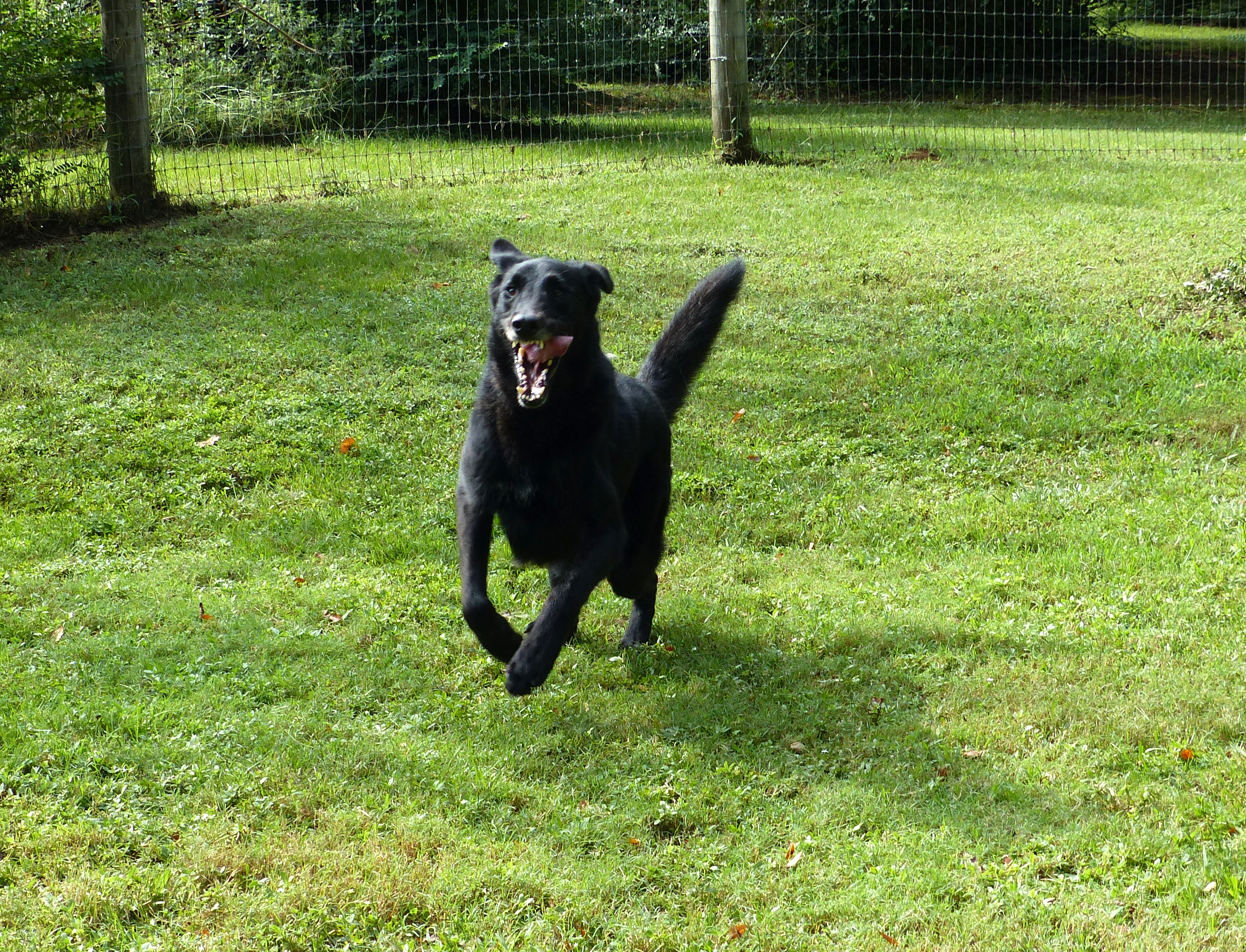 Solo, a Adopted German Shepherd Dog in Nacogdoches, TX image 2/4