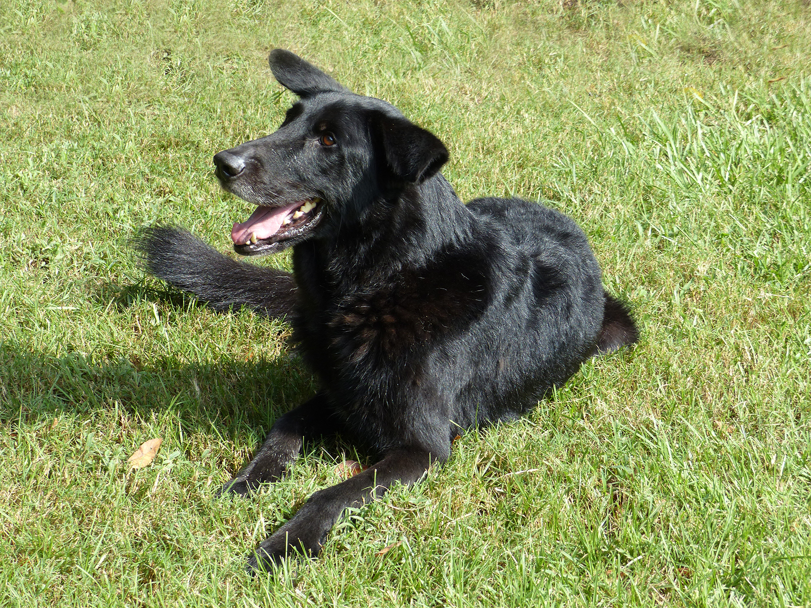 Solo, a Adopted German Shepherd Dog in Nacogdoches, TX image 3/4