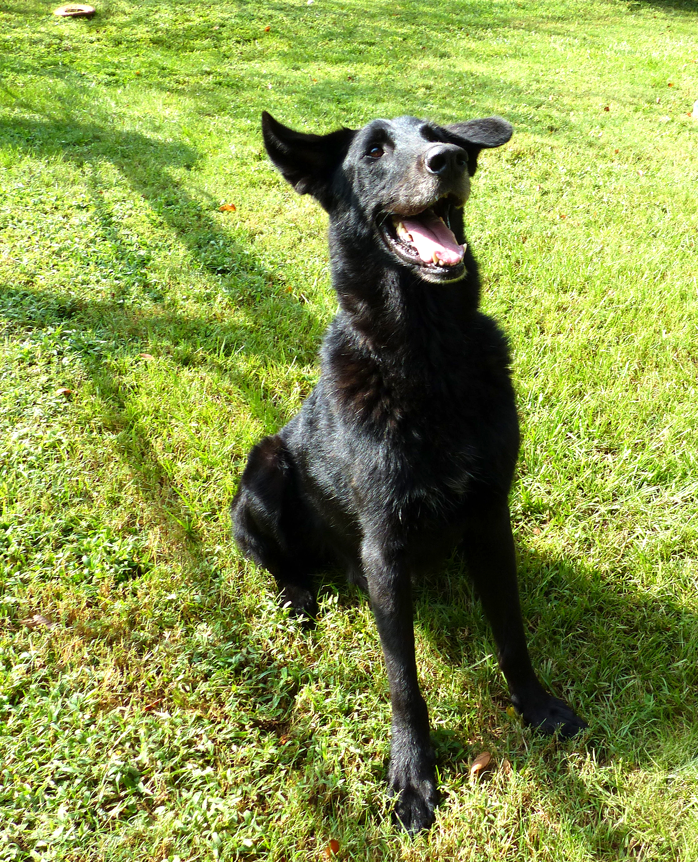 Solo, a Adopted German Shepherd Dog in Nacogdoches, TX image 4/4