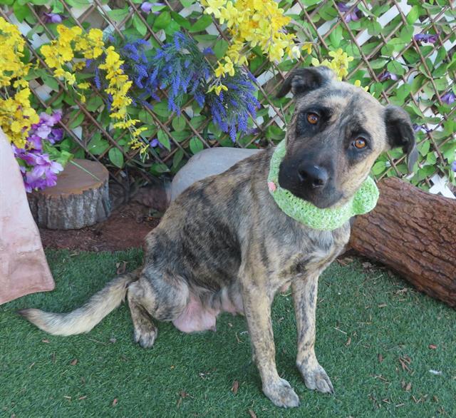Enlarge GUMDROP, a Adoptable mixed breed in Oklahoma City, OK image 1/1