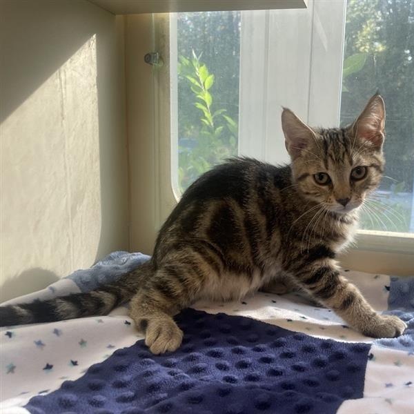 Enlarge October, a Adoptable Domestic Short Hair in Prince Frederick, MD image 4/4