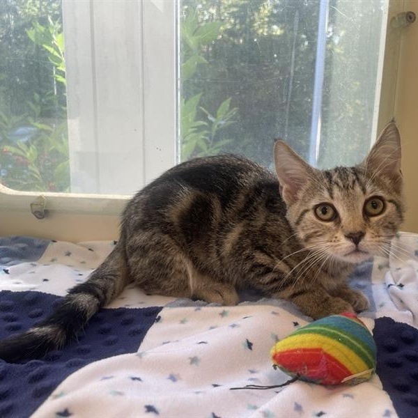 Enlarge October, a Adoptable Domestic Short Hair in Prince Frederick, MD image 3/4