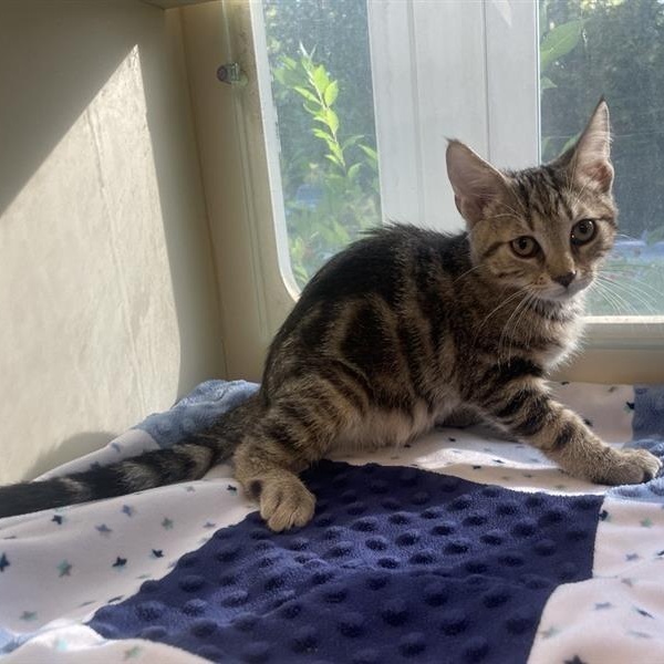 Enlarge October, a Adoptable Domestic Short Hair in Prince Frederick, MD image 2/4