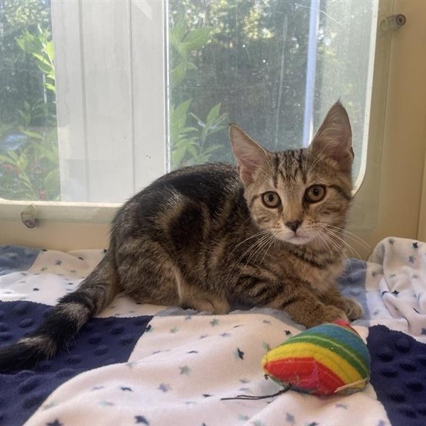 Enlarge October, a Adoptable Domestic Short Hair in Prince Frederick, MD image 1/4
