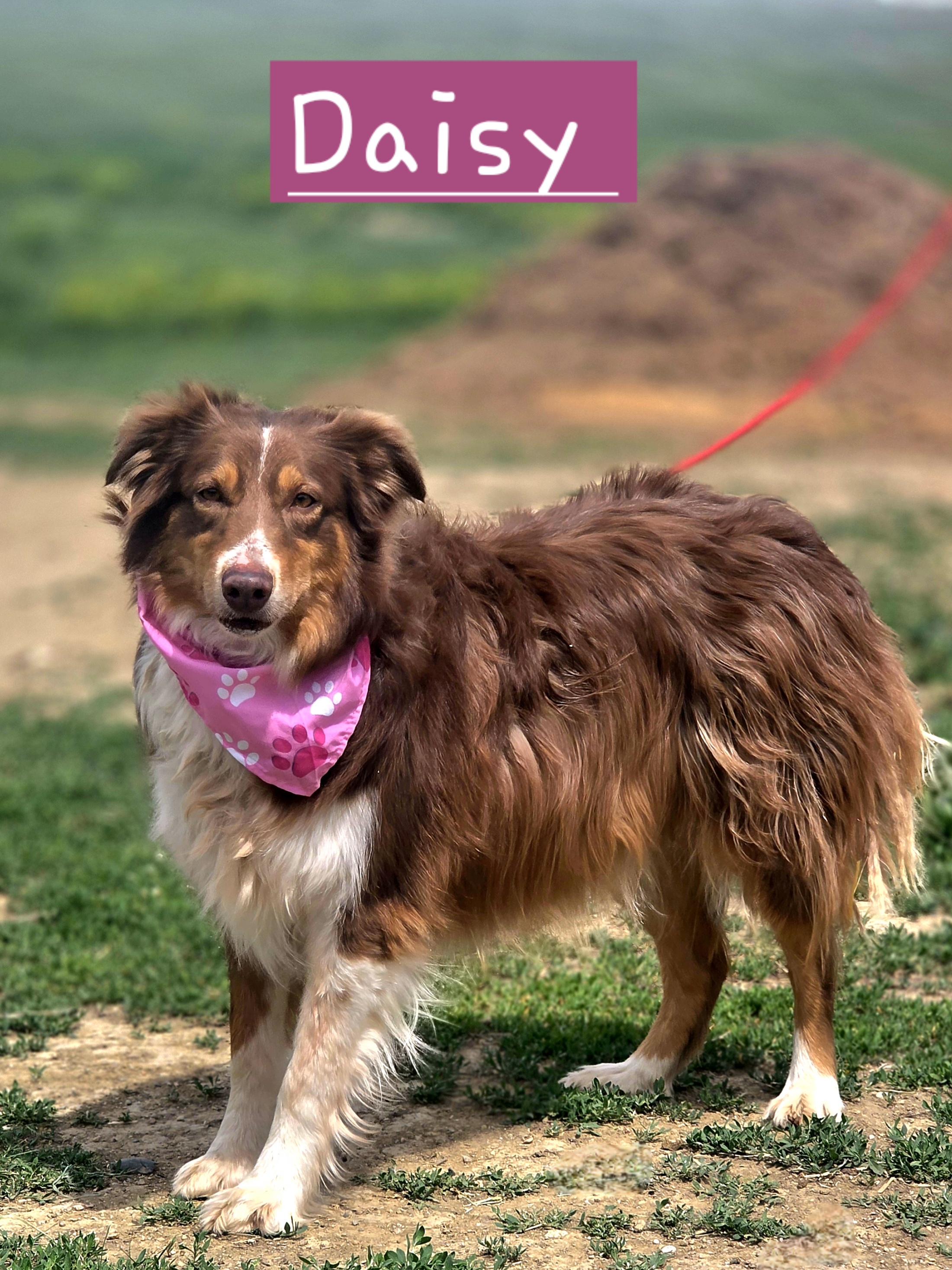 Daisy, adopted, Adult Female Australian Shepherd & Border Collie.