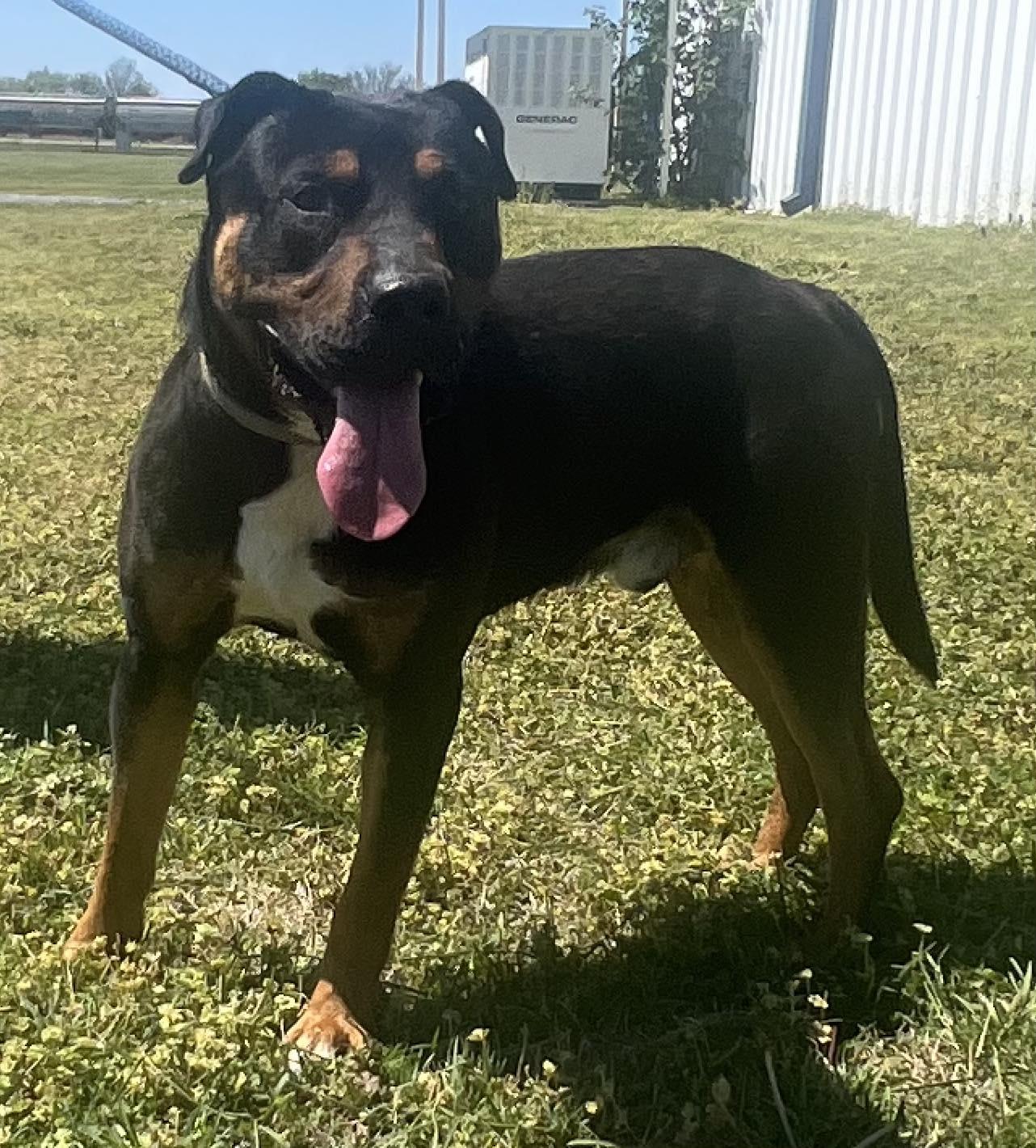Asher, Adoptable, Adult Male Rottweiler.